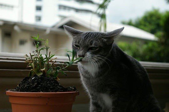 Почему кошки едят траву | hill's pet