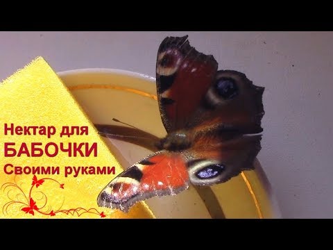 ᐉ как бабочки зимуют в домашних условиях - godacha.ru
