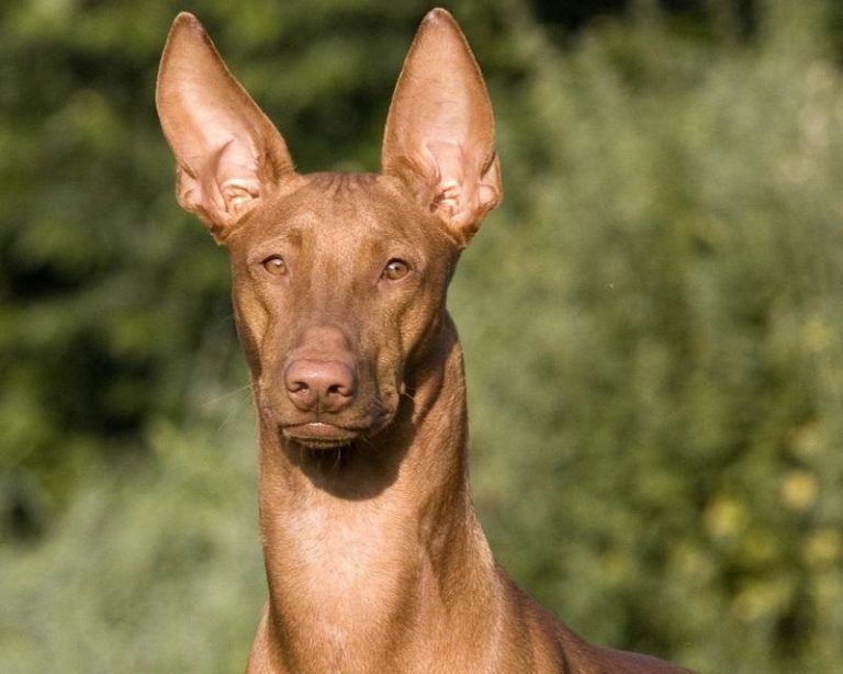Фараонова собака — описание породы, характер