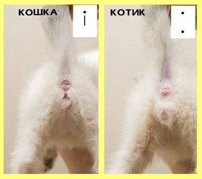 Как определить пол котенка — кот или кошка: самые надежные методы
