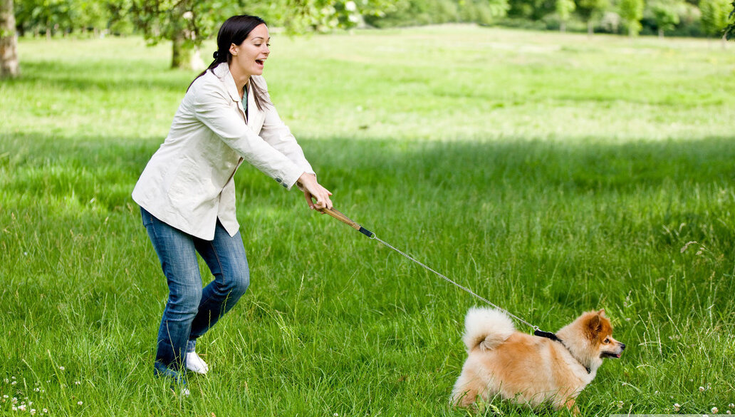 Как отучить собаку тянуть поводок на прогулке | взрослую, щенка