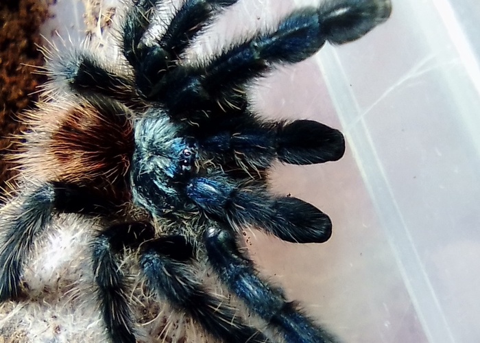Как кусаются пауки: первая помощь в домашних условиях