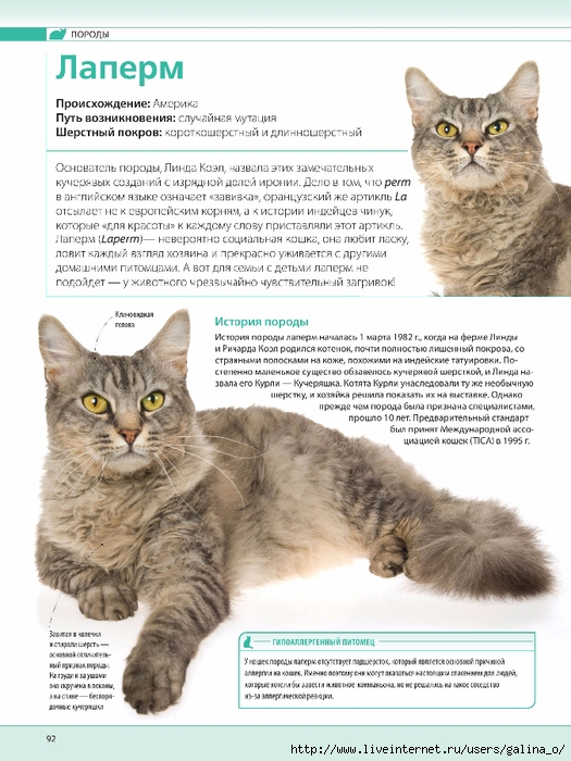 Рагамаффин, кошка: описание породы, характер, особенности и уход :: syl.ru