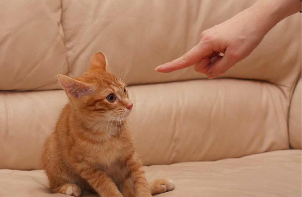 Как отучить гадить кота и кошку в неположенном месте