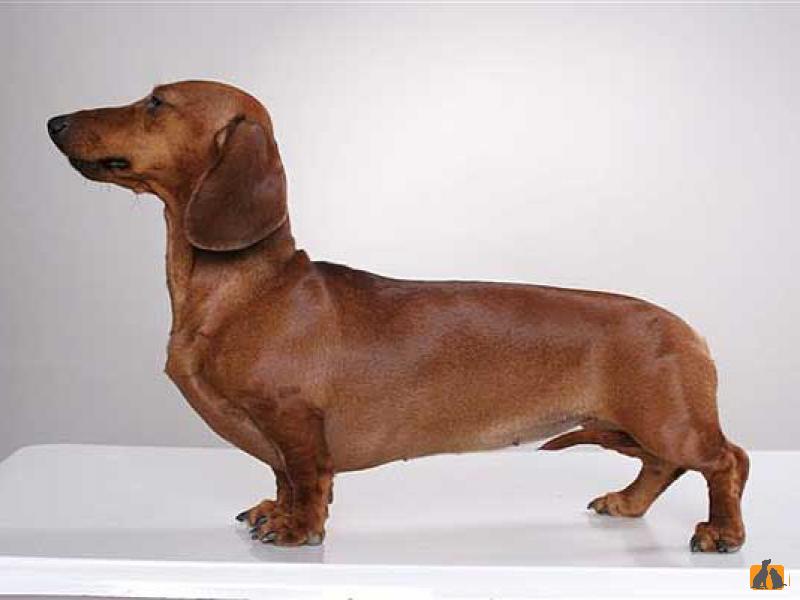 Карликовая такса (миниатюрная такса, мини-такса)  — описание породы собаки от а до я