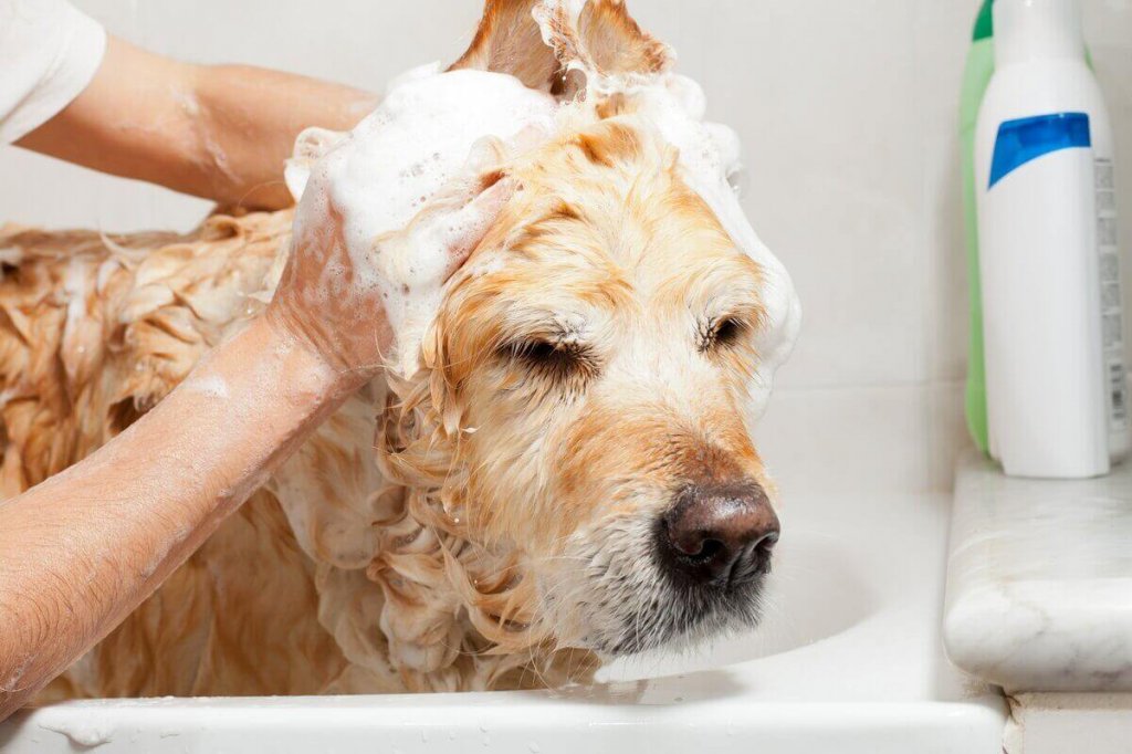 Можно ли купать собаку в жару: факты и мнения