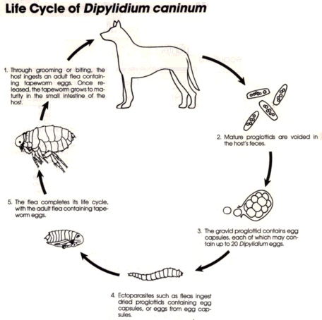 Дипилидиоз у людей и животных