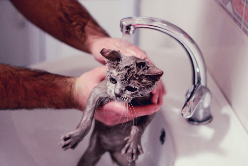Можно ли мыть котенка: новорожденного, маленького, в 1, 2, 3 месяца, дегтярным, детским или хозяйственным мылом?