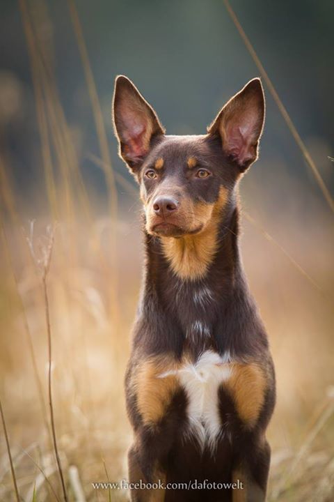 Австралийская овчарка: «призрачноглазая» собака с загадочной историей