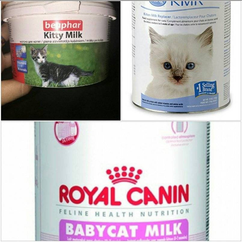 Можно ли кошкам молоко — примеры для новорожденных и котят