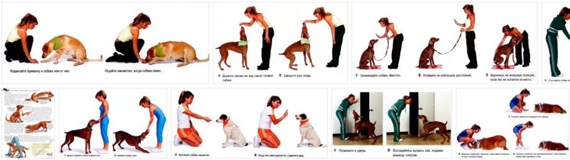 Как дрессировать собаку в домашних условиях