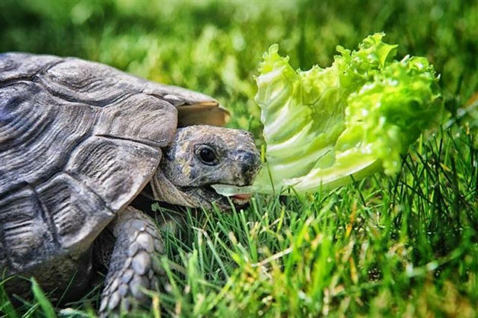 Чем кормить черепах: советы и описание правильного рациона питания в домашних условиях, сухопутных и водных черепашек
