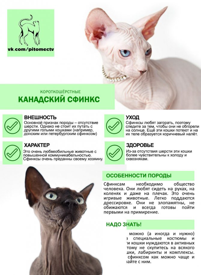 Донской сфинкс: описание внешности и характера породы, уход за питомцем и его содержание, выбор котёнка, отзывы владельцев, фото кота