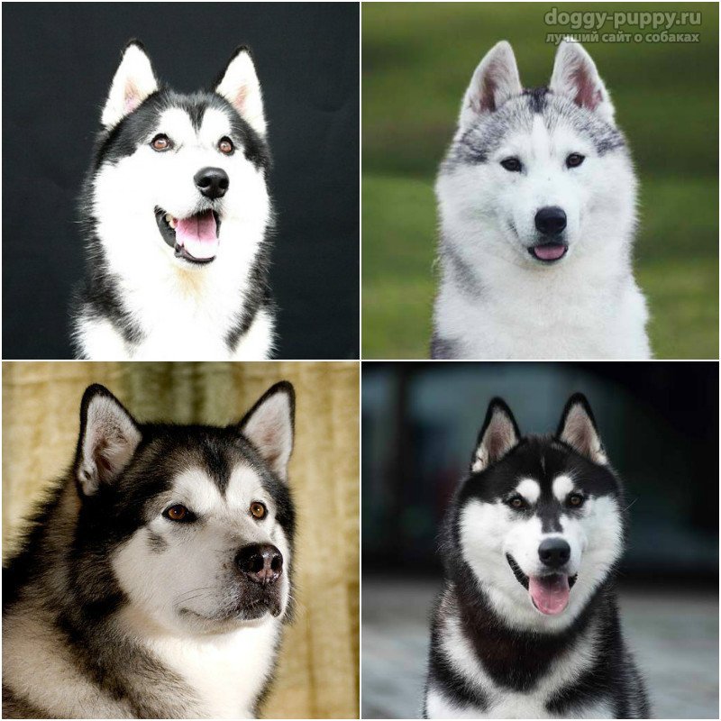 Породы хаски разновидности фото и описание собаки