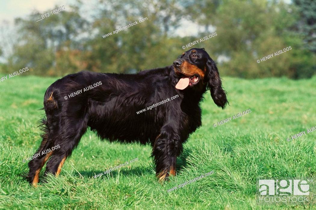 Шотландский сеттер (гордон): фото и описание породы собак, характер и история породы