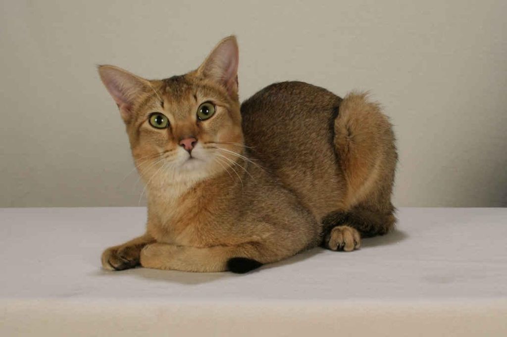Камышовый кот или хаус: описание породы кошек, характер, фото и цена