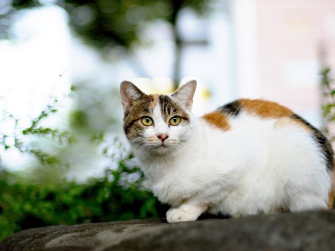 Что приносит трехцветная кошка своему хозяину: счастье или беду