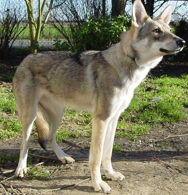 Волчья собака сарлоса: описание породы собак с фото и видео