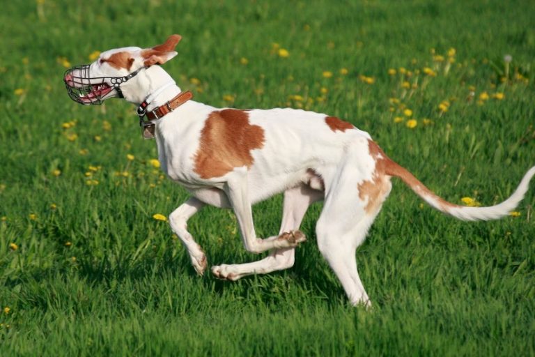 Собаки-крысоловы — породы псов для охоты на грызунов с фото и описанием
