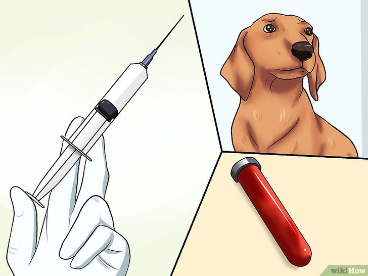 Как померить температуру собаке