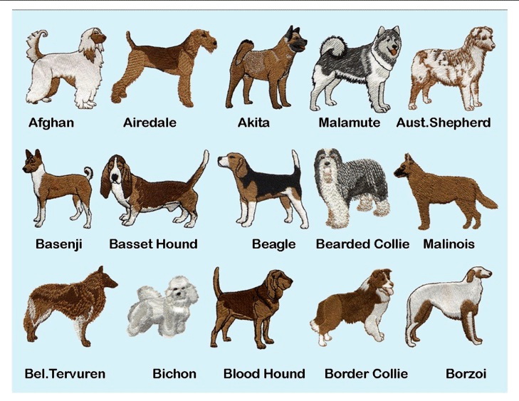Маленькие породы собак: фото, названия и описание