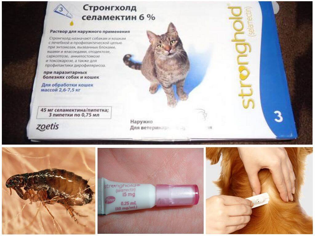 Стронгхолд для кошек: состав, применение, отзывы о препарате