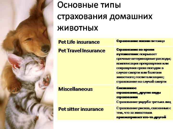Страхование домашних животных (собак, кошек) в россии.