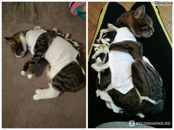 Как сшить и одеть попону для кошки