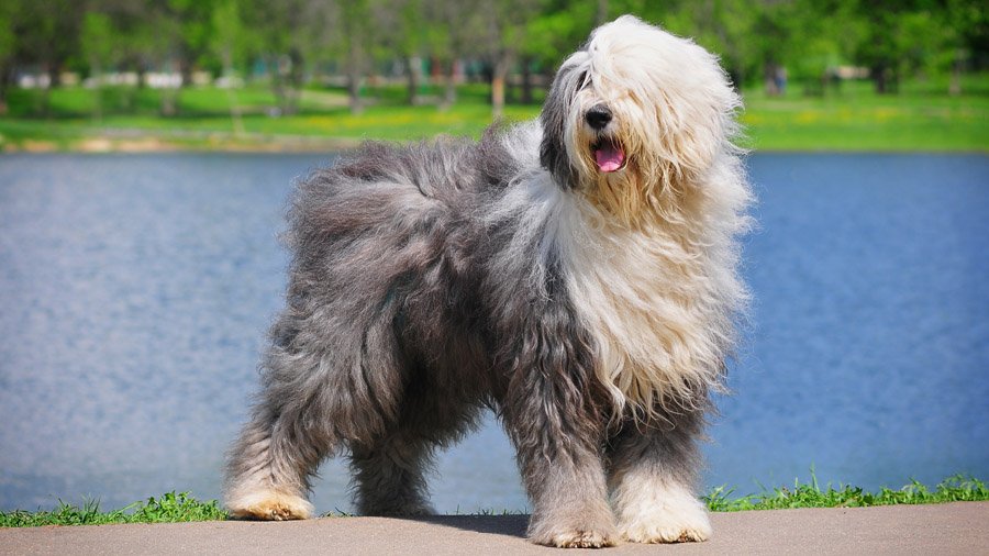 Бобтейл: описание породы, характер собаки и щенка, фото, цена
