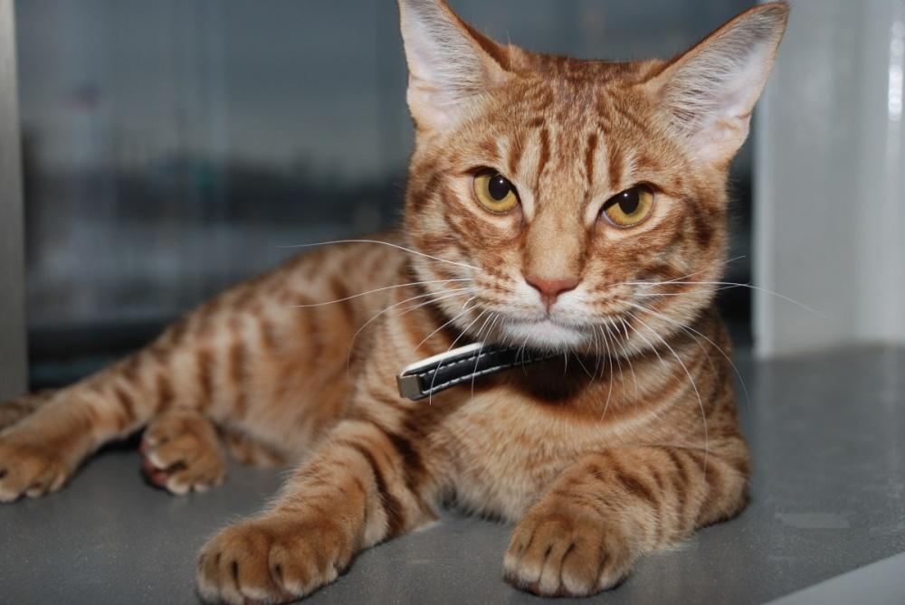Кошка оцикет: фото кошки, описание породы, уход, цена, рекомендации, плюсы и минусы породы