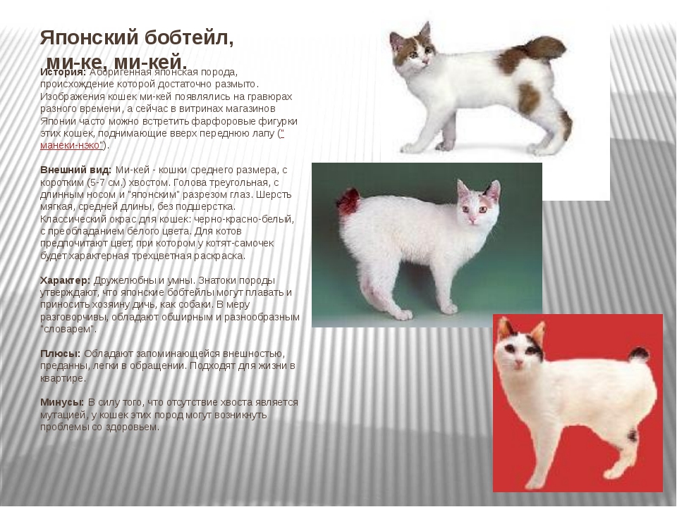 Японский бобтейл: описание породы кошек, уход, цена