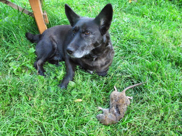 Собака-крысолов: какие породы ловят крыс и мышей