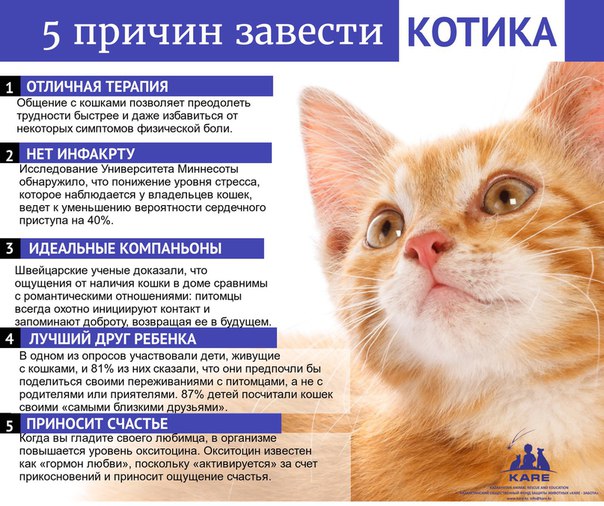 Кот в вашем доме: 10 научно обоснованных причин завести его у себя