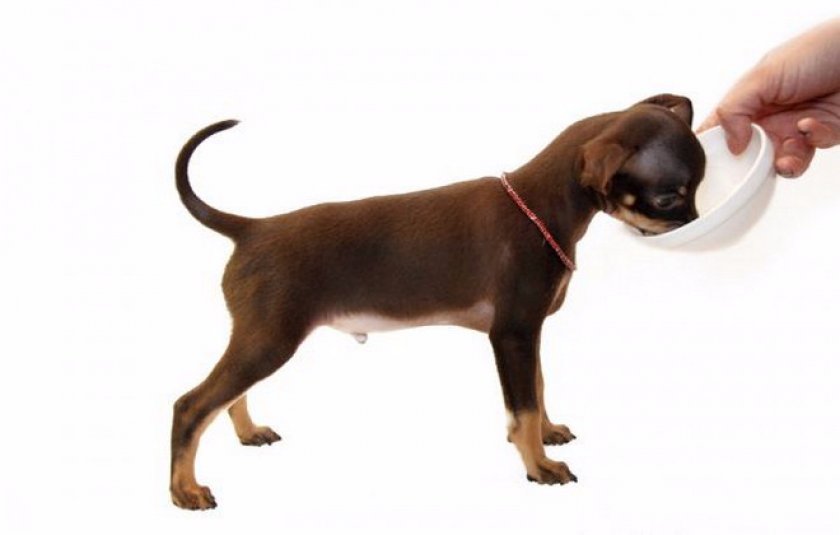 Русский той-терьер питание. Русский той-терьер питание. Питание той терьера. 5 месяца. Сухой корм для щенка той терьера 2 месяца.