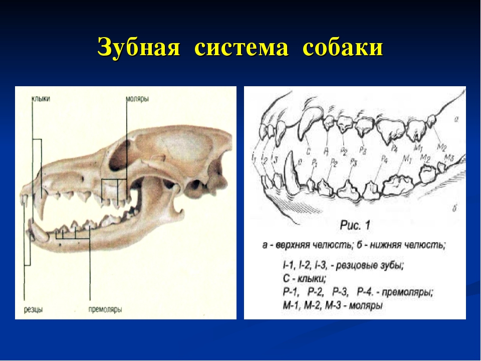 Анатомия и физиология кролика:строение скелета,внутренних органов