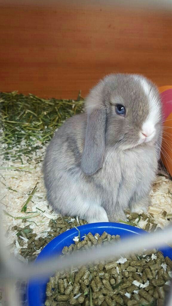 Карликовый кролик: фото, уход и содержание в домашних условиях, отзывы. размеры, разновидности карликовых кроликов. сколько живут карликовые кролики?