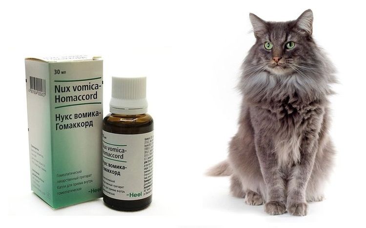 Как лечить кошку вазелиновым маслом от запора