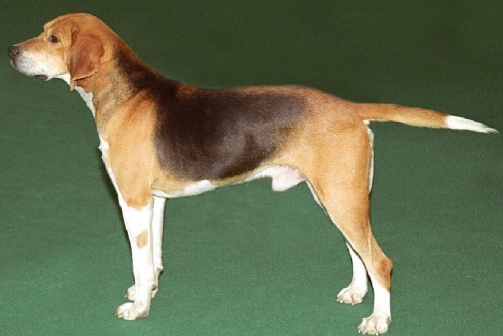 Курчавошерстный ретривер: описание породы собак с фото и видео