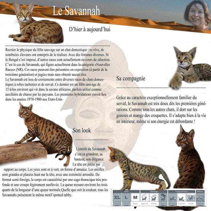 Саванна (ашера): все о кошке, фото, описание породы, характер, цена