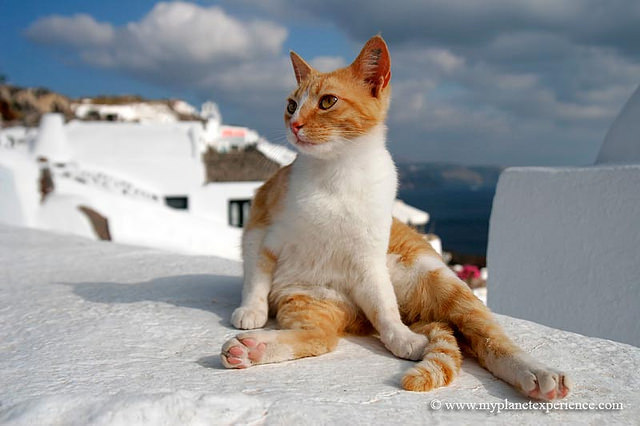 Эгейская кошка — описание породы кошек