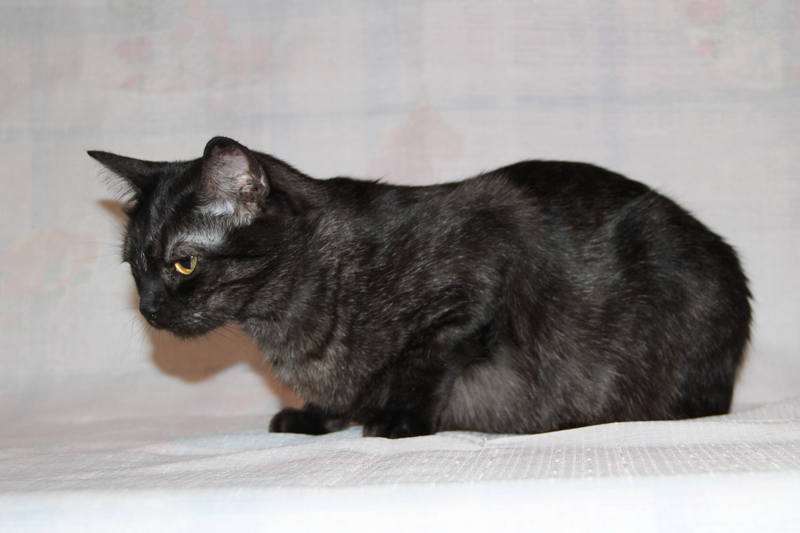 Азиатская кошка (18 фото): описание пород. как выглядят дымчатая короткошерстная кошка и кот?
