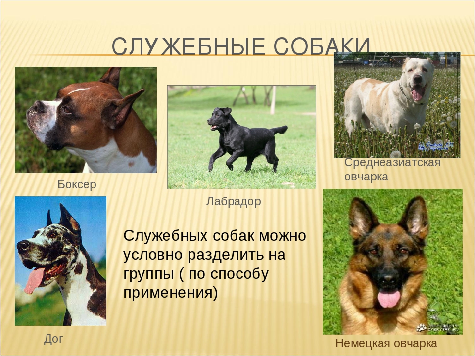 Русские охранные породы собак