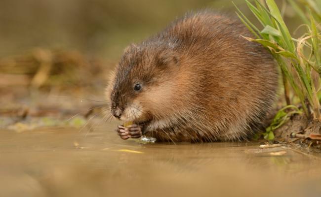 Водяная крыса (полевка) - фото, описание и жизнедеятельность