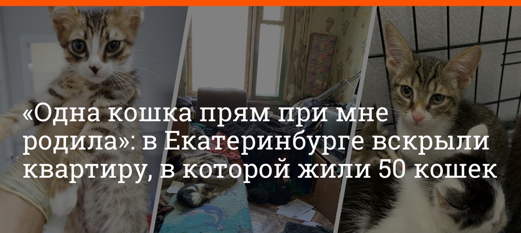 Один дома. как долго кот может продержаться в квартире без вас | общество | аиф украина