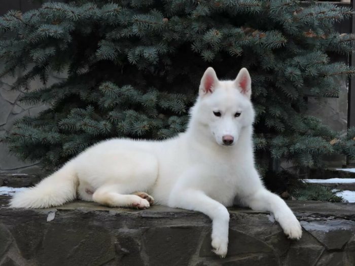 Белая собака порода: фото, цена и особенности