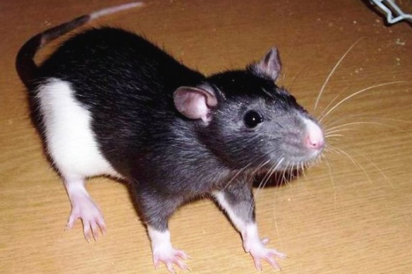 Крыса дамбо. описание, особенности, виды, уход и цена крысы дамбо | живность.ру