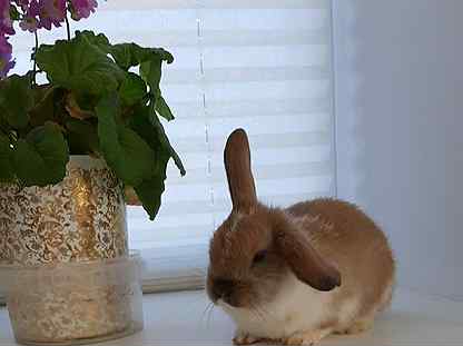 Пахнут ли декоративные кролики? - домашние наши друзья