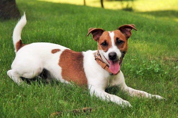 Собака Майло (порода как в Маске): история и описание