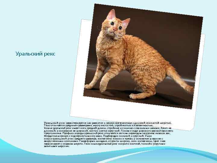 Кошка сомали: описание породы, особенности характера и отзывы