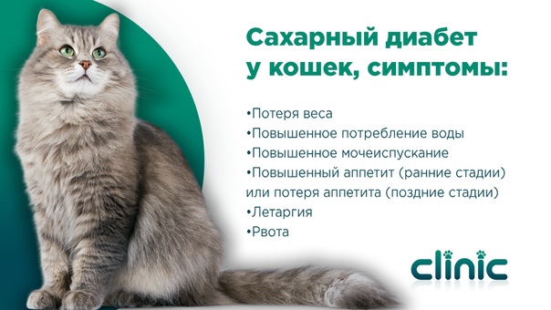 Сахарный диабет у кошек - симптомы и лечение, питание для кошек при диабете в москве. ветеринарная клиника "зоостатус"